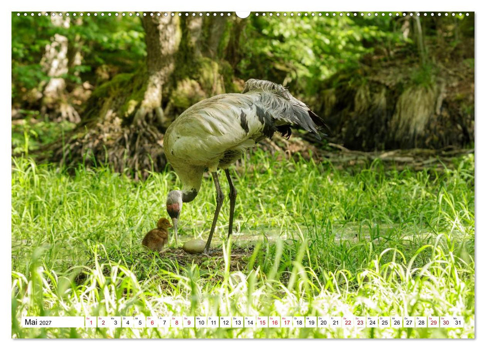 Wildtiere im Müritz-Nationalpark (CALVENDO Wandkalender 2027)