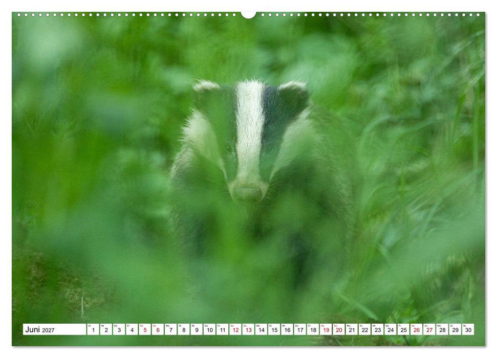Wildtiere im Müritz-Nationalpark (CALVENDO Wandkalender 2027)