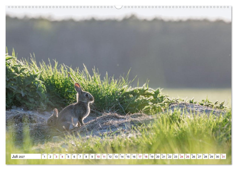 Wildtiere im Müritz-Nationalpark (CALVENDO Premium Wandkalender 2027)