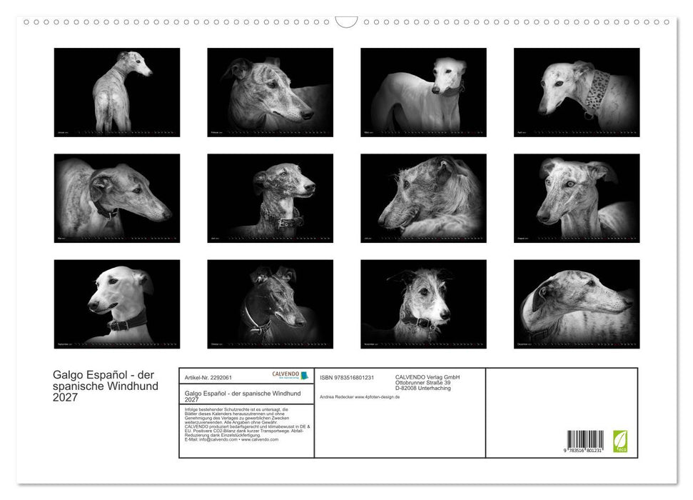 Galgo Español - der spanische Windhund 2027 (CALVENDO Wandkalender 2027)