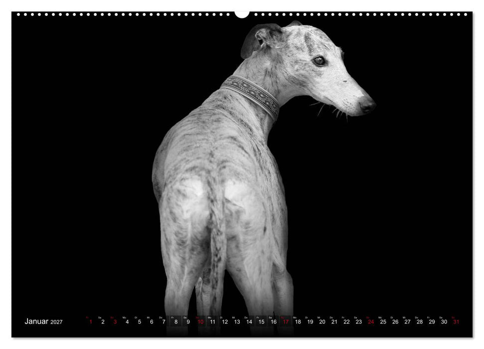 Galgo Español - der spanische Windhund 2027 (CALVENDO Wandkalender 2027)