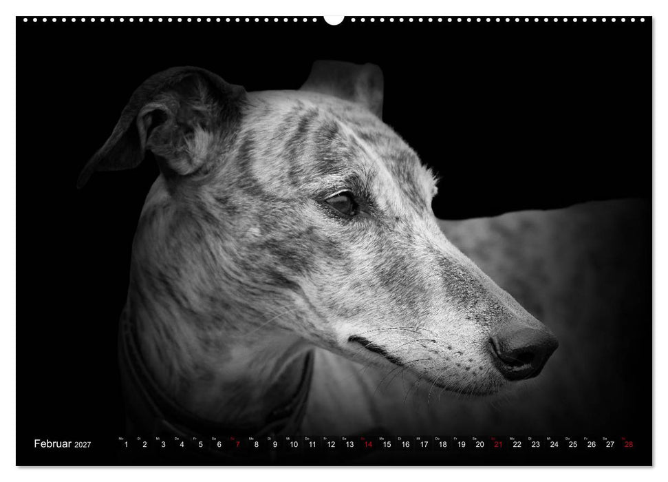 Galgo Español - der spanische Windhund 2027 (CALVENDO Wandkalender 2027)