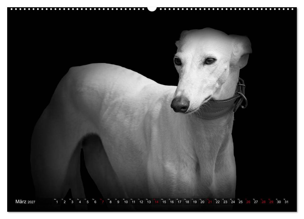 Galgo Español - der spanische Windhund 2027 (CALVENDO Wandkalender 2027)