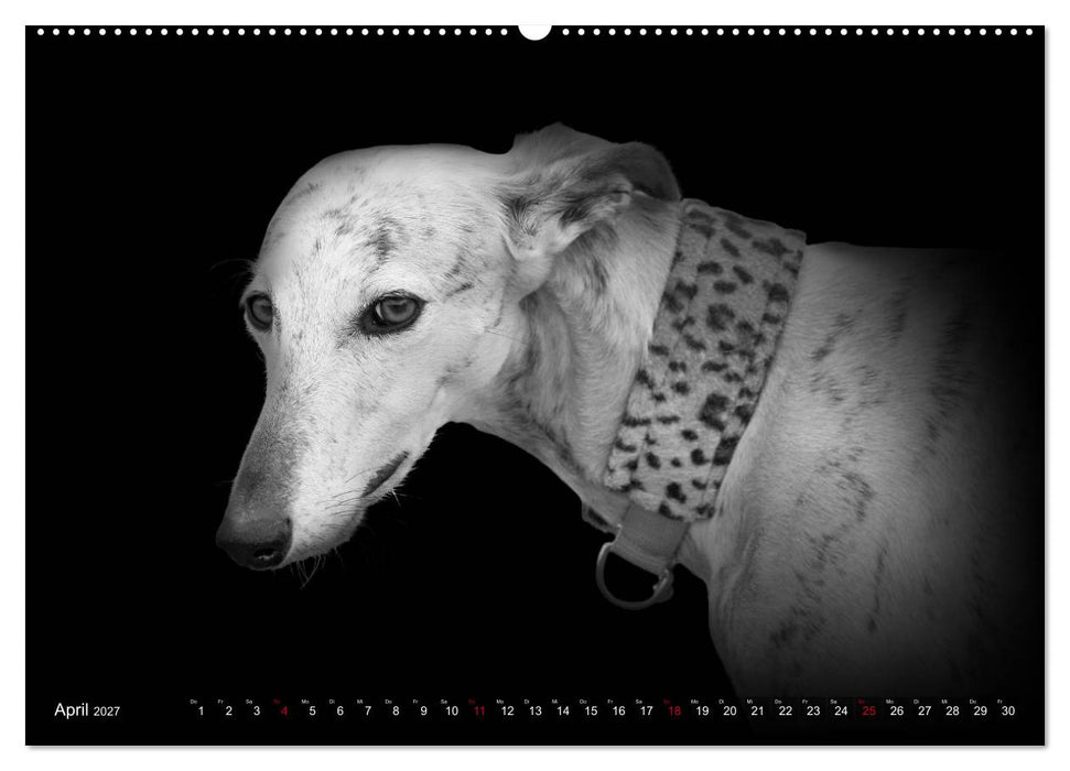 Galgo Español - der spanische Windhund 2027 (CALVENDO Wandkalender 2027)