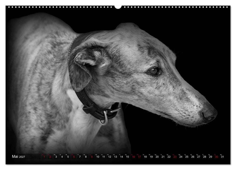 Galgo Español - der spanische Windhund 2027 (CALVENDO Wandkalender 2027)