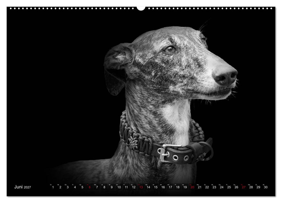 Galgo Español - der spanische Windhund 2027 (CALVENDO Wandkalender 2027)