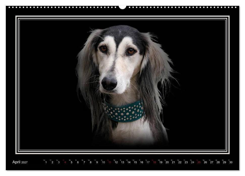 Saluki 2027 (CALVENDO Premium Wandkalender 2027)