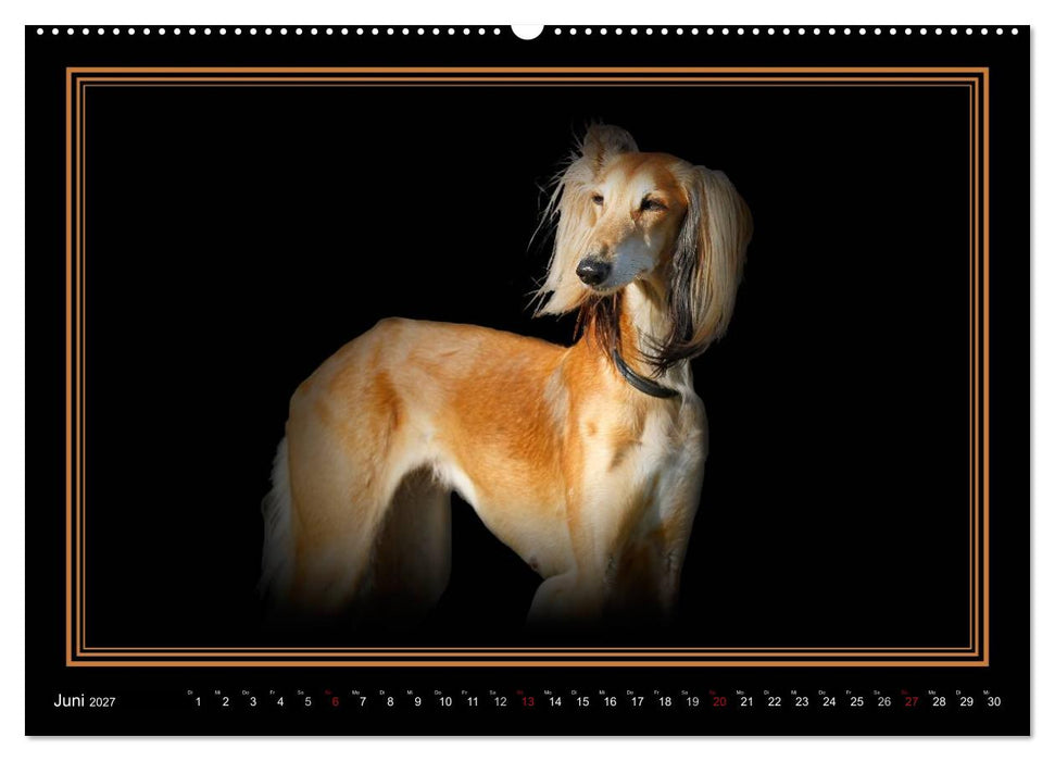 Saluki 2027 (CALVENDO Premium Wandkalender 2027)