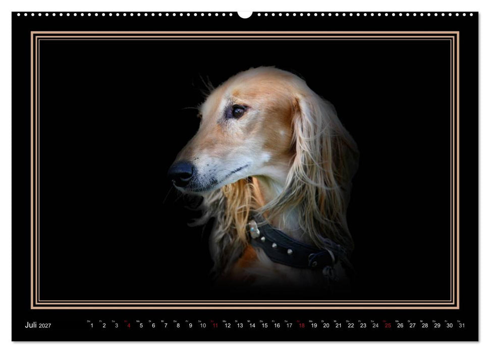 Saluki 2027 (CALVENDO Premium Wandkalender 2027)