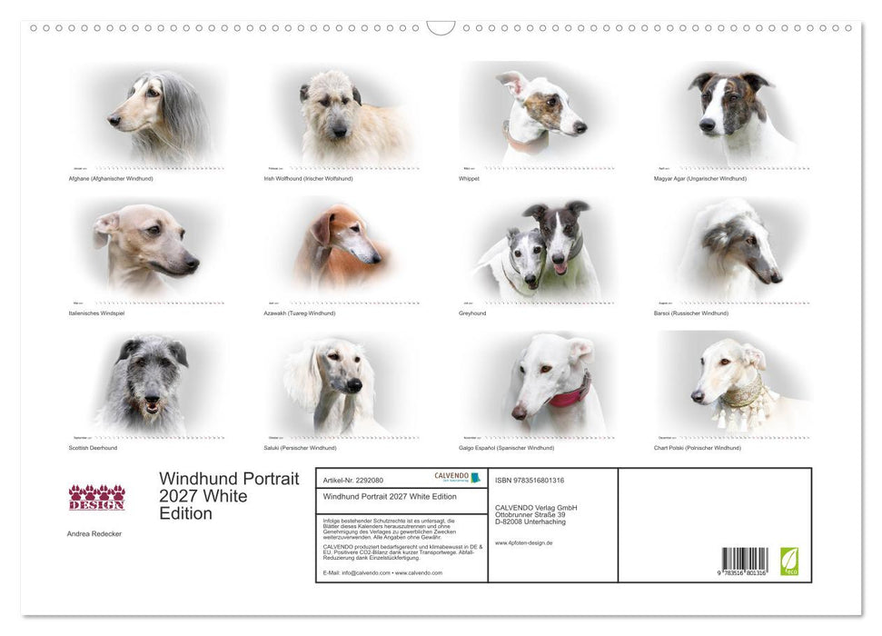 Windhund Portrait 2027 White Edition (CALVENDO Wandkalender 2027)