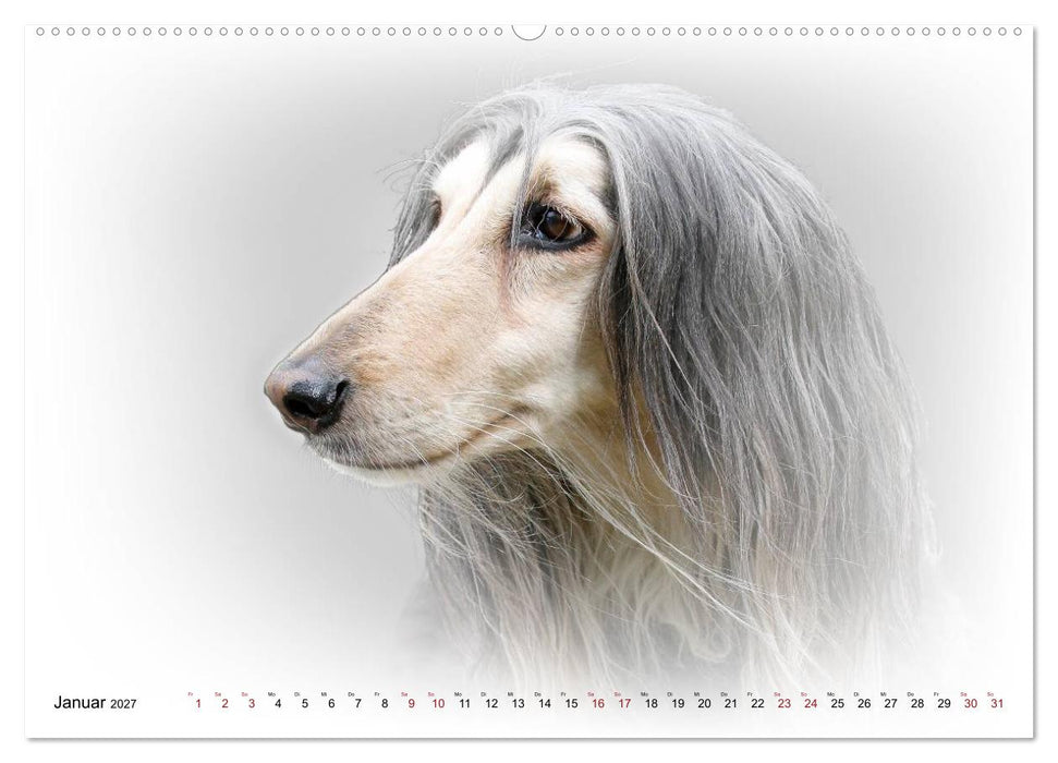 Windhund Portrait 2027 White Edition (CALVENDO Wandkalender 2027)