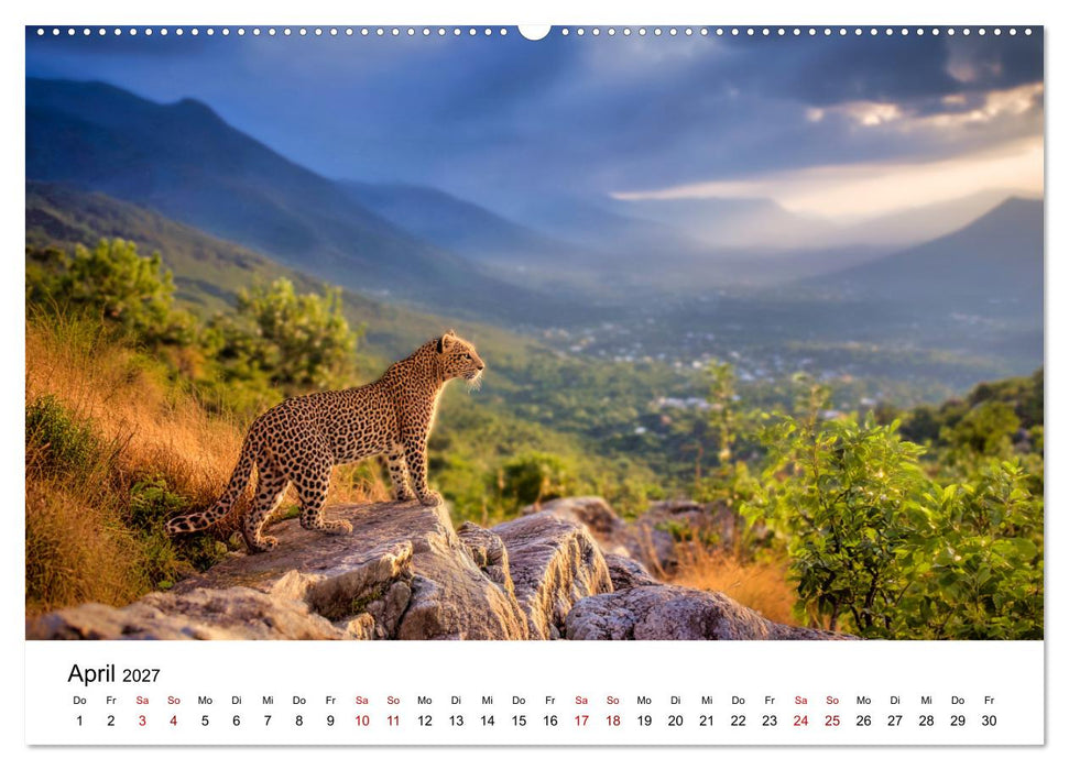 Gefleckte Schatten - Im Bann der Leoparden (CALVENDO Premium Wandkalender 2027)