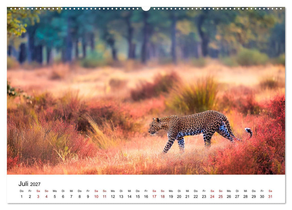 Gefleckte Schatten - Im Bann der Leoparden (CALVENDO Premium Wandkalender 2027)