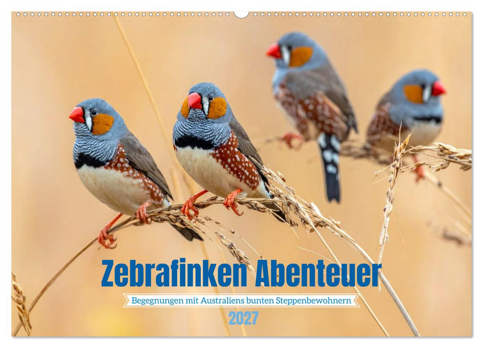 Zebrafinken Abenteuer (CALVENDO Wandkalender 2027)