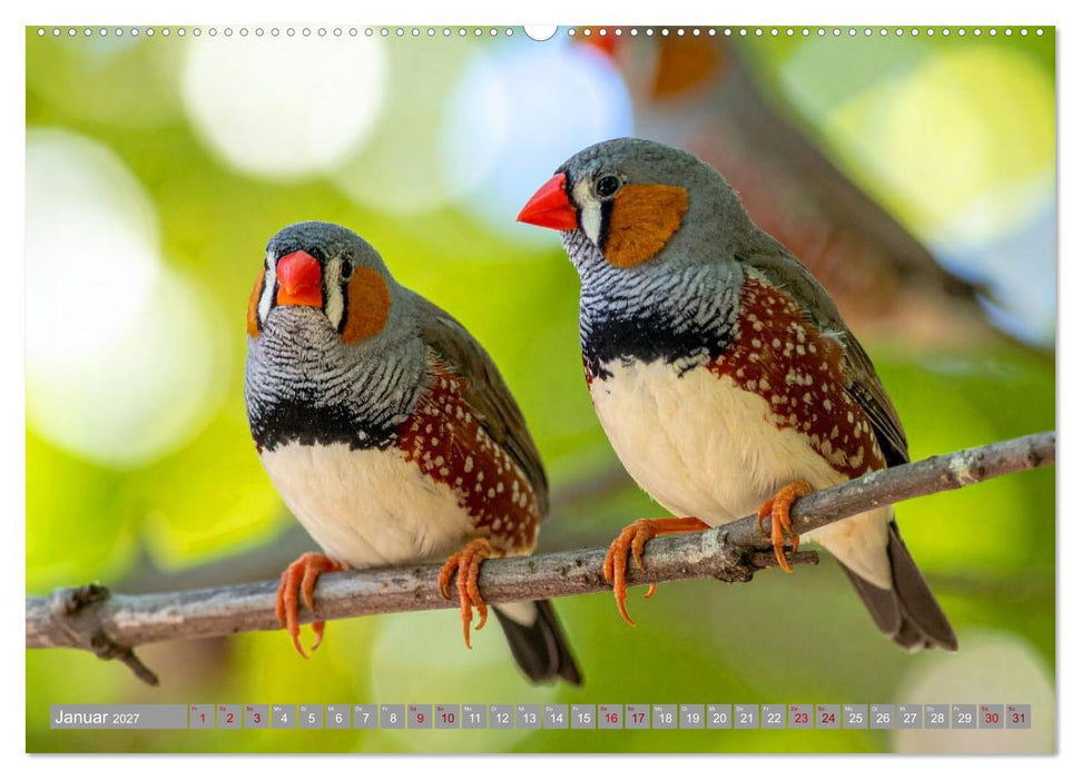 Zebrafinken Abenteuer (CALVENDO Wandkalender 2027)
