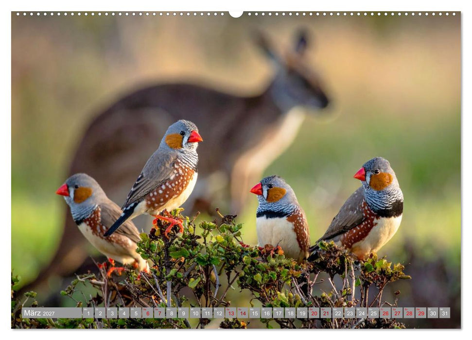 Zebrafinken Abenteuer (CALVENDO Wandkalender 2027)