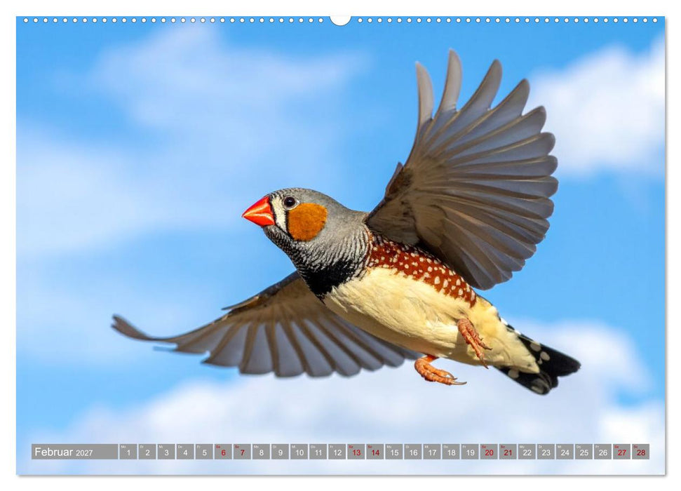 Zebrafinken Abenteuer (CALVENDO Premium Wandkalender 2027)