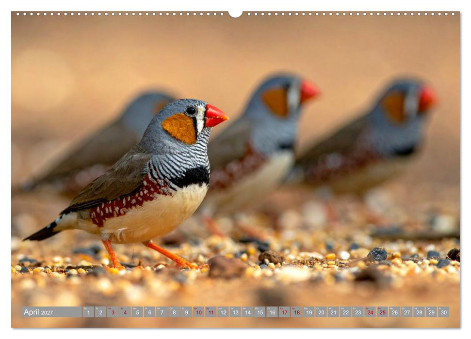 Zebrafinken Abenteuer (CALVENDO Premium Wandkalender 2027)