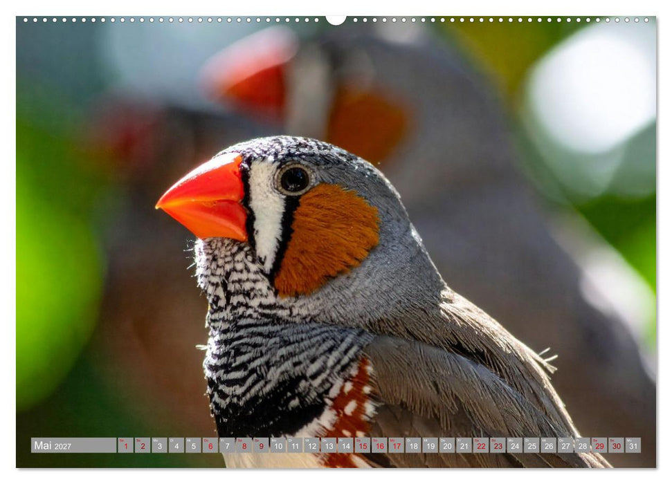 Zebrafinken Abenteuer (CALVENDO Premium Wandkalender 2027)