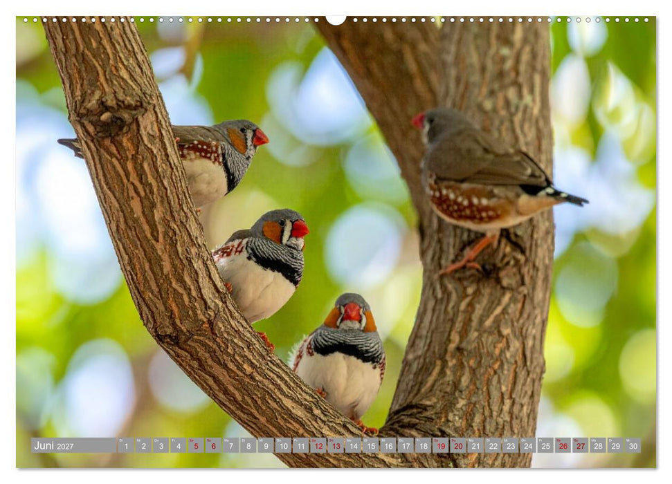 Zebrafinken Abenteuer (CALVENDO Premium Wandkalender 2027)