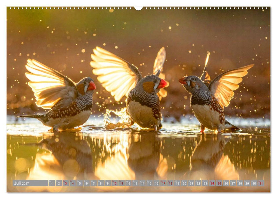 Zebrafinken Abenteuer (CALVENDO Premium Wandkalender 2027)