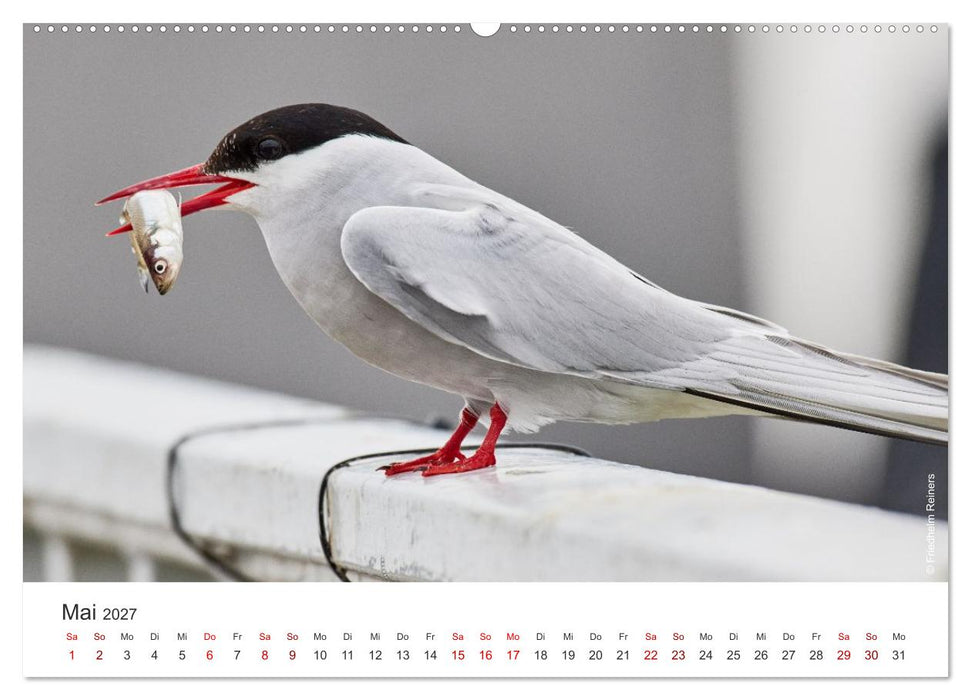 Halbinsel Eiderstedt - Momente der Natur (CALVENDO Wandkalender 2027)