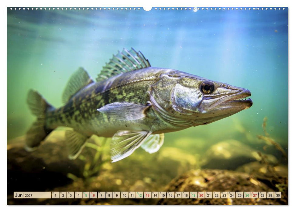 Talsperren - Raubfische (CALVENDO Premium Wandkalender 2027)