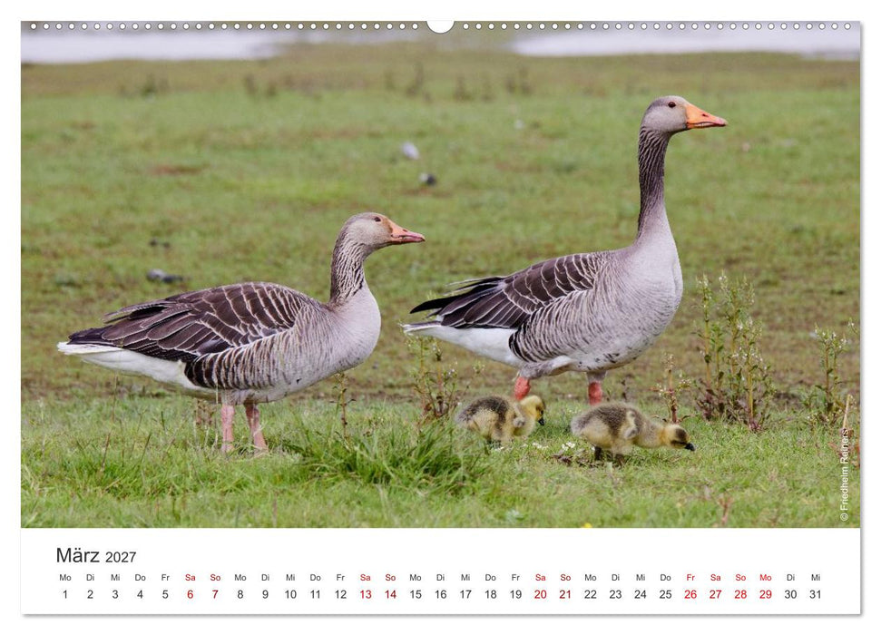 Halbinsel Eiderstedt - Momente der Natur (CALVENDO Premium Wandkalender 2027)