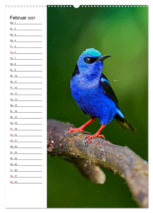 Costa Rica - Magische Tiere des Regenwaldes (CALVENDO Wandkalender 2027)