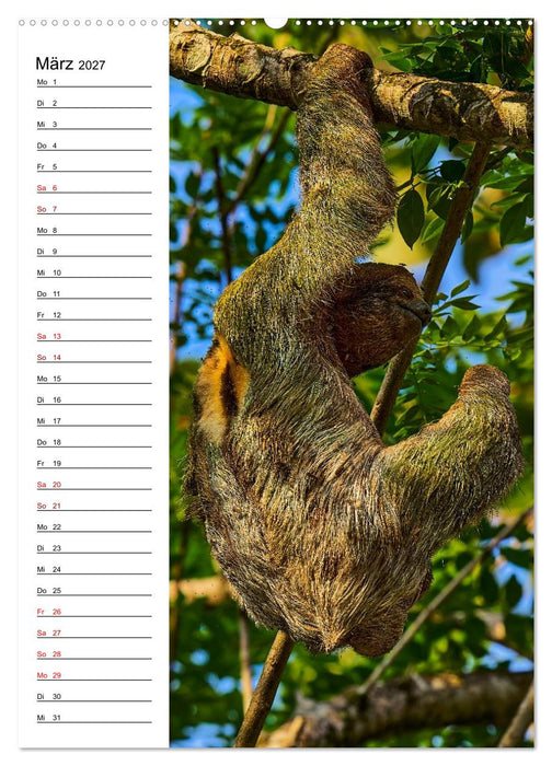 Costa Rica - Magische Tiere des Regenwaldes (CALVENDO Wandkalender 2027)