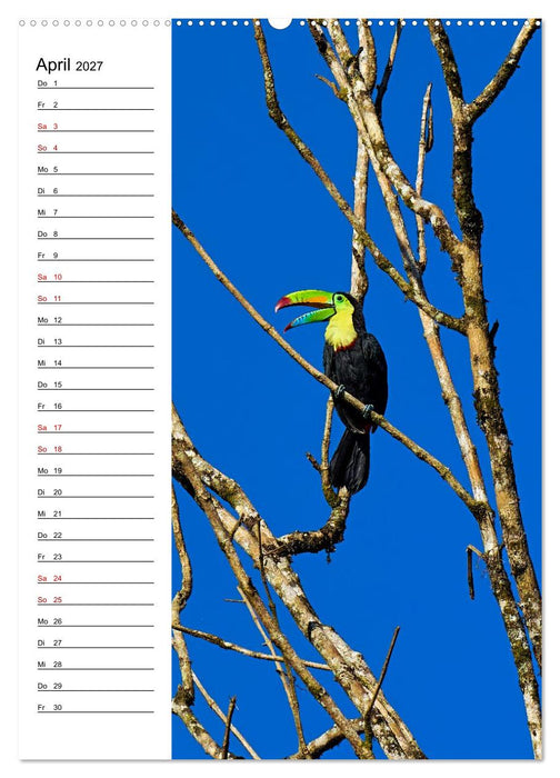 Costa Rica - Magische Tiere des Regenwaldes (CALVENDO Wandkalender 2027)