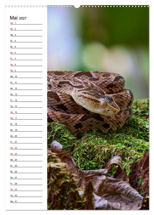 Costa Rica - Magische Tiere des Regenwaldes (CALVENDO Wandkalender 2027)