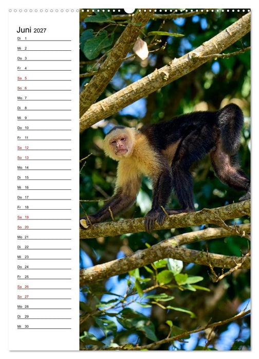 Costa Rica - Magische Tiere des Regenwaldes (CALVENDO Wandkalender 2027)