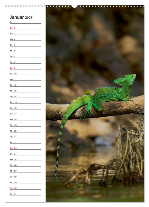 Costa Rica - Magische Tiere des Regenwaldes (CALVENDO Premium Wandkalender 2027)