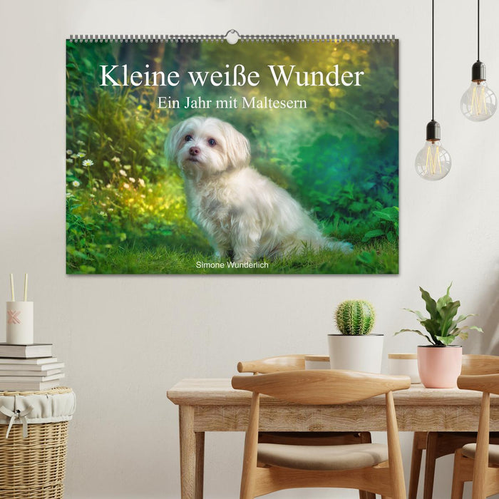 Kleine weiße Wunder - ein Jahr mit Maltesern (CALVENDO Wandkalender 2027)