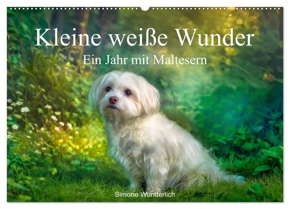 Kleine weiße Wunder - ein Jahr mit Maltesern (CALVENDO Wandkalender 2027)