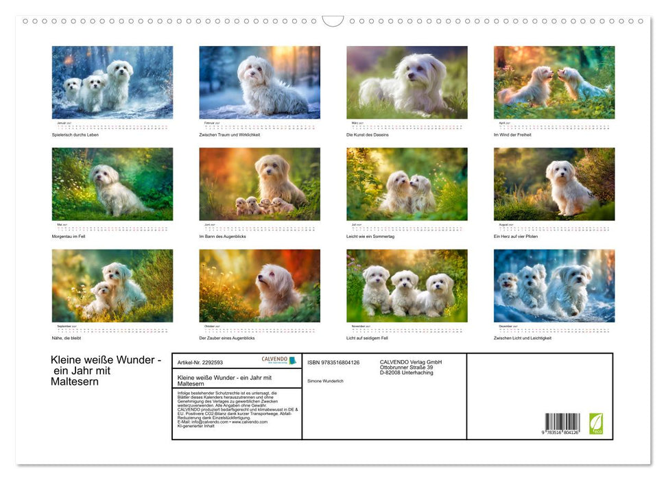 Kleine weiße Wunder - ein Jahr mit Maltesern (CALVENDO Wandkalender 2027)