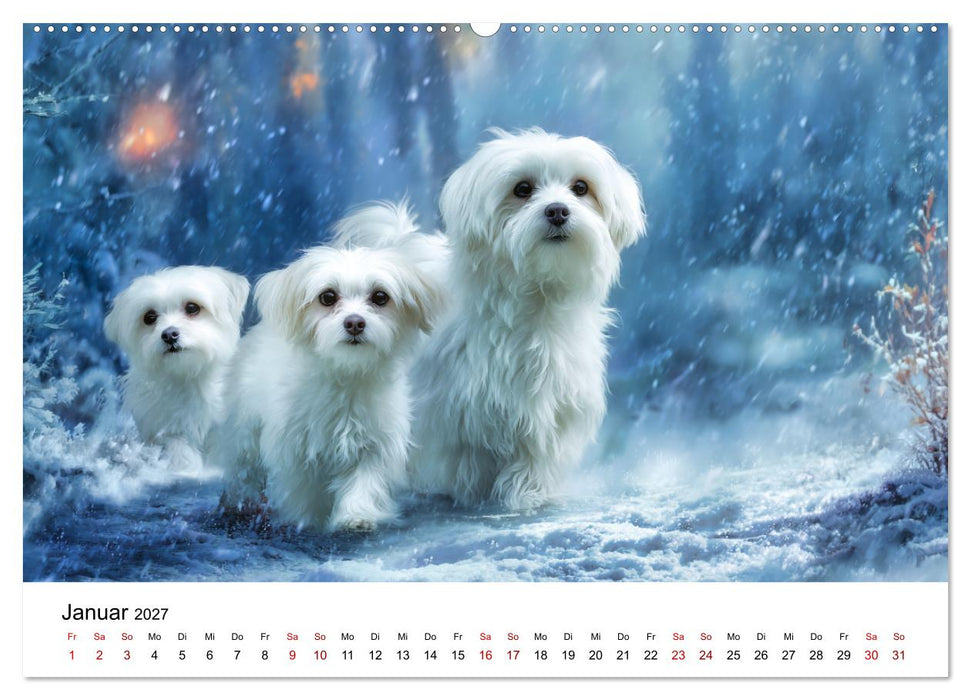 Kleine weiße Wunder - ein Jahr mit Maltesern (CALVENDO Wandkalender 2027)