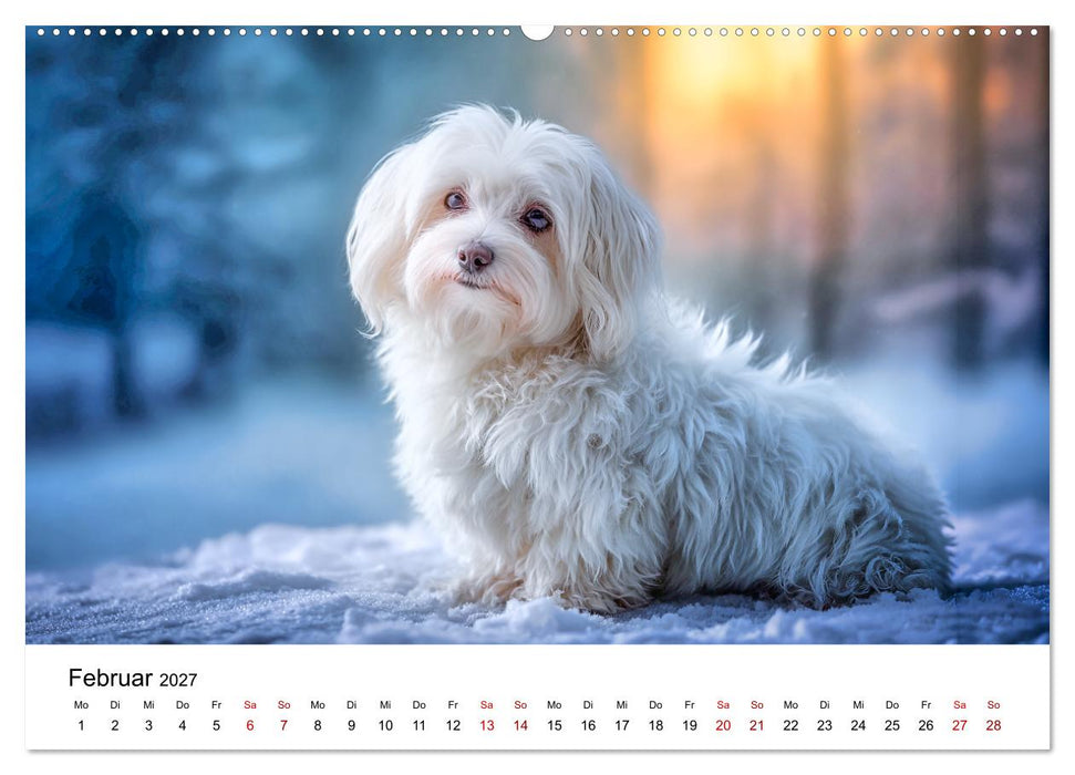 Kleine weiße Wunder - ein Jahr mit Maltesern (CALVENDO Wandkalender 2027)