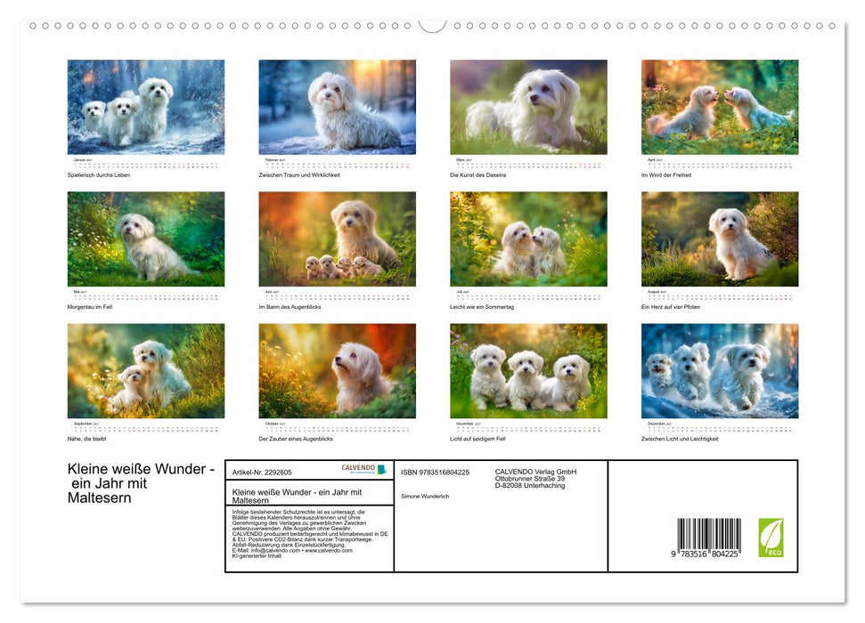 Kleine weiße Wunder - ein Jahr mit Maltesern (CALVENDO Premium Wandkalender 2027)