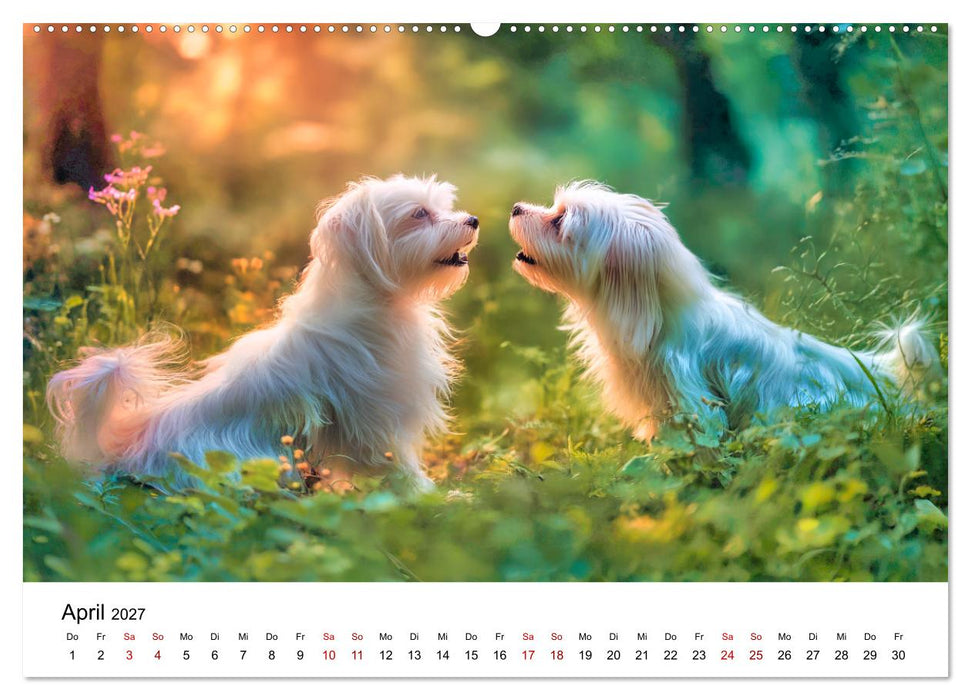 Kleine weiße Wunder - ein Jahr mit Maltesern (CALVENDO Premium Wandkalender 2027)