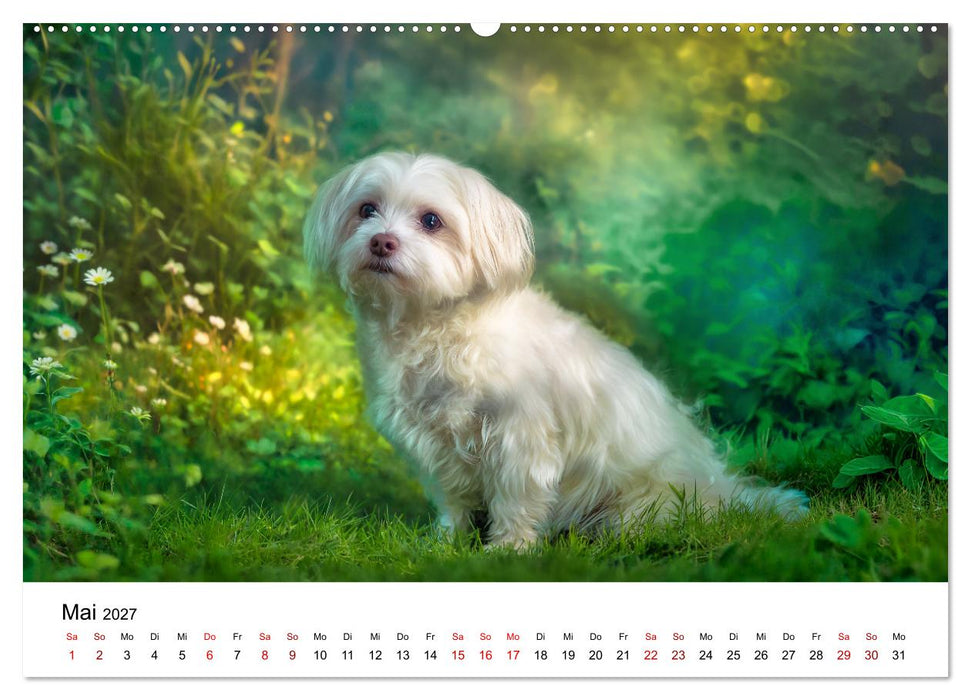 Kleine weiße Wunder - ein Jahr mit Maltesern (CALVENDO Premium Wandkalender 2027)