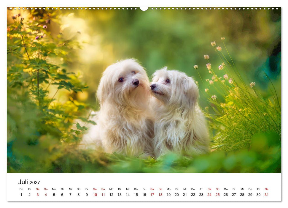 Kleine weiße Wunder - ein Jahr mit Maltesern (CALVENDO Premium Wandkalender 2027)
