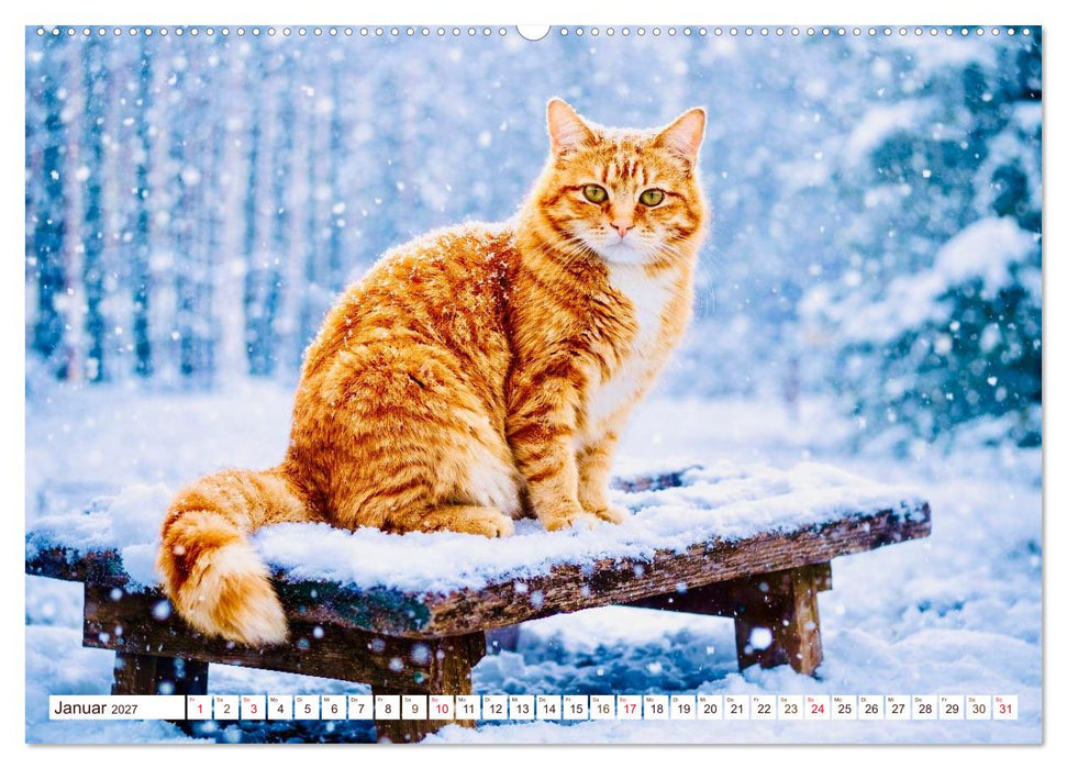 Rote Katzen (CALVENDO Premium Wandkalender 2027)