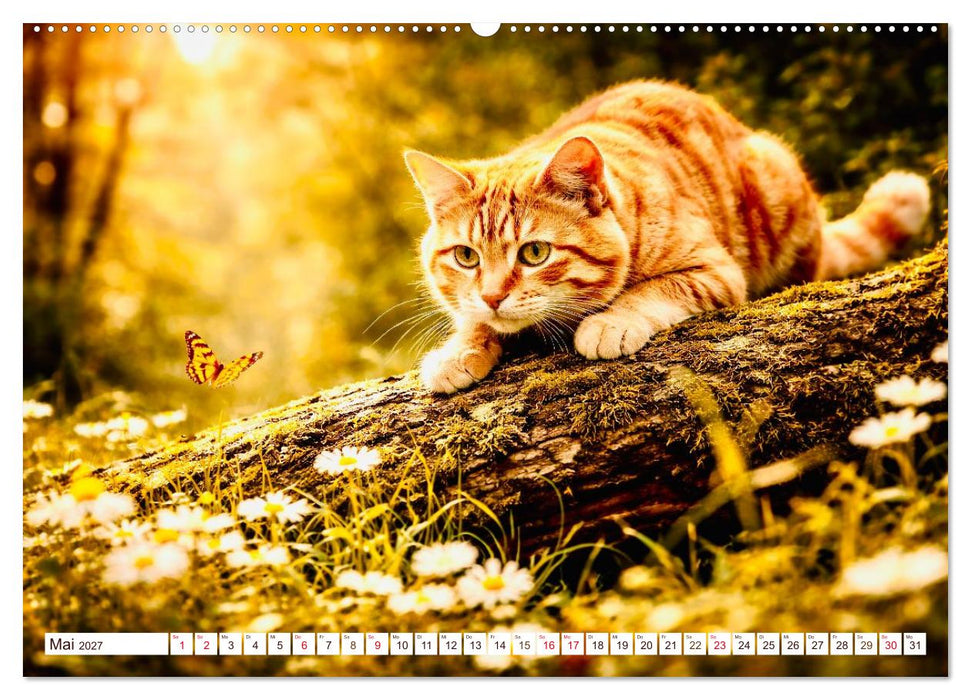 Rote Katzen (CALVENDO Premium Wandkalender 2027)