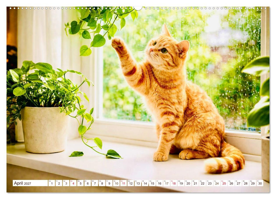 Rote Katzen (CALVENDO Premium Wandkalender 2027)