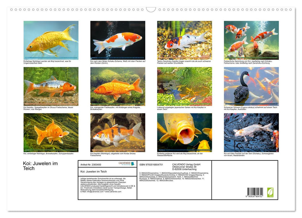 Koi: Juwelen im Teich (CALVENDO Wandkalender 2027)