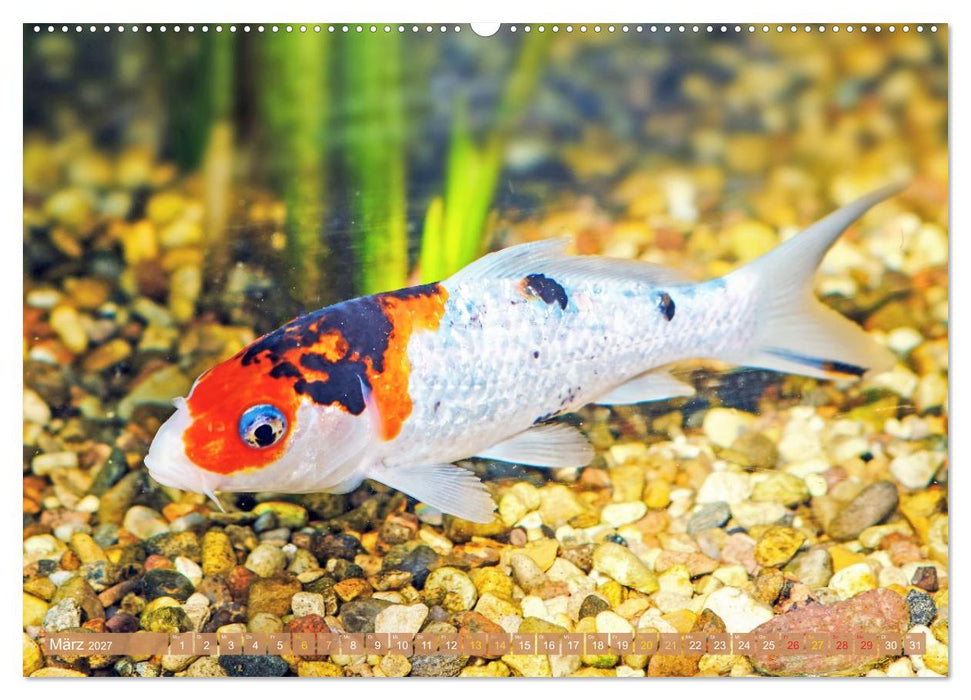 Koi: Juwelen im Teich (CALVENDO Wandkalender 2027)
