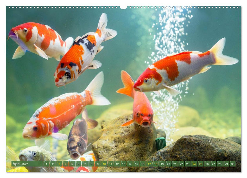 Koi: Juwelen im Teich (CALVENDO Wandkalender 2027)