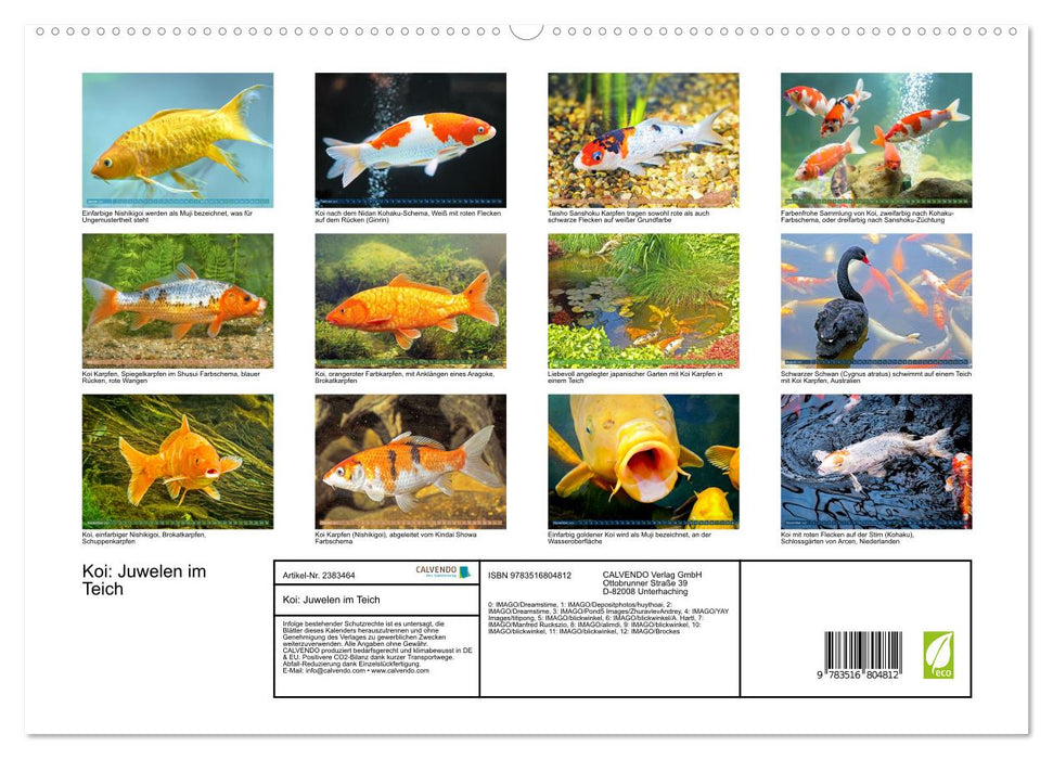 Koi: Juwelen im Teich (CALVENDO Premium Wandkalender 2027)